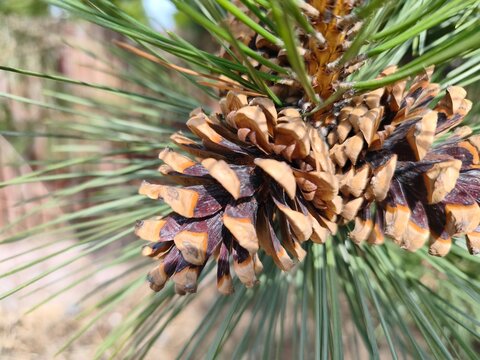 Rich brown Pinus coulteri pine cones nestle among long, silvery green needles, revealing nature rugged beauty and intricate textures compelling botanical study for design, education and editorial use