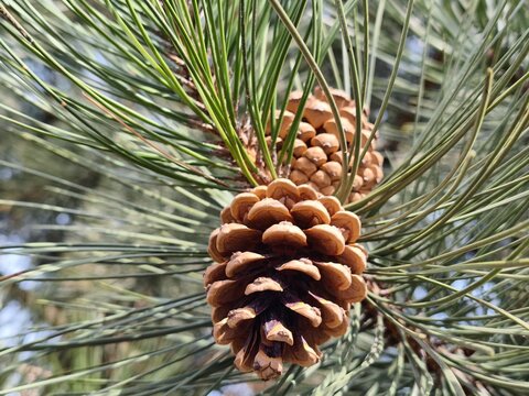 Rich brown Pinus coulteri pine cones nestle among long, silvery green needles, revealing nature rugged beauty and intricate textures compelling botanical study for design, education and editorial use