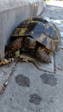 Close-up video of tortoise walking slowly on wet muddy ground in natural habitat. no people. clean.