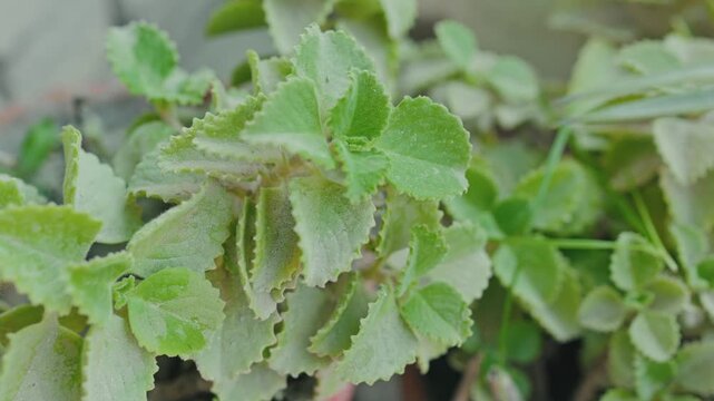 Indian Borage Plant Leaves Close Up Natural Medicinal Herb Background