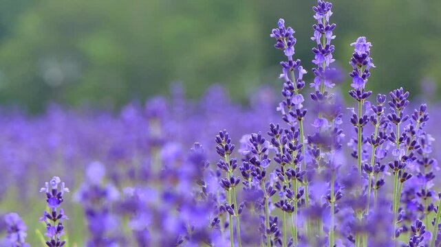 たんばらラベンダーパーク　中咲き「ナナナリサワ」1
