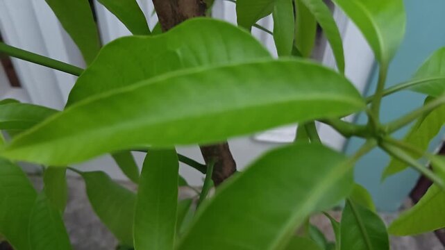 Close-up View of Vibrant Fresh Green Mango Tree Leaves Growing in a Garden Setting