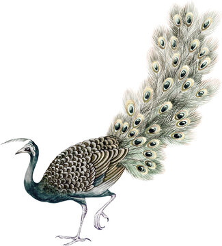 peacock feather isolated on white