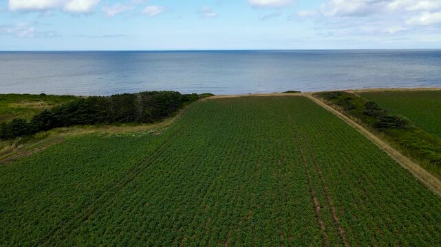 Aerial close-up of green potato crop rows running towards Atlantic ocean coast, PEI, Canada