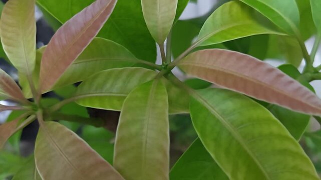 Tender young mango tree leaves showing fresh green and reddish bronze growth