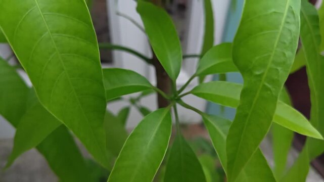 Vibrant Close-Up of Fresh Mango Tree Leaves Growing in a Sunny Garden Setting for Natural Botanical Backgrounds