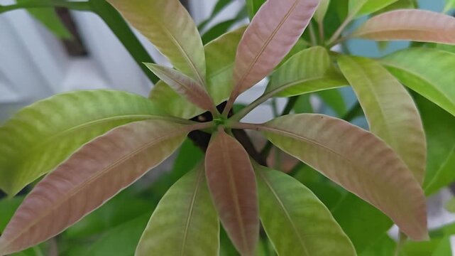 Vibrant young mango leaves unfurling with fresh reddish and green tones in a close-up garden view