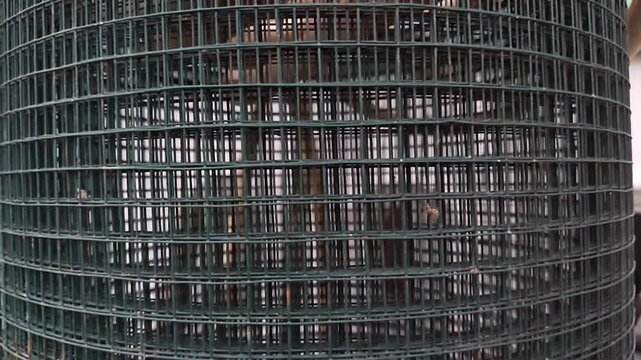 Close up of green PVC coated welded wire mesh roll used for fence construction and garden protection