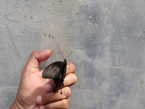 Close up of a Common Mormon butterfly (Papilio polytes) resting on a human hand, displaying black wings with red and white markings in natural daylight.