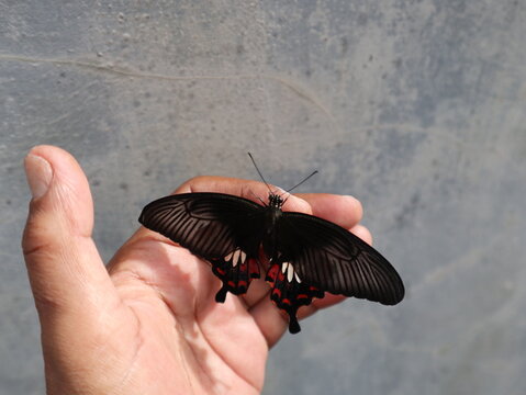 Close up of a Common Mormon butterfly (Papilio polytes) resting on a human hand, displaying black wings with red and white markings in natural daylight.