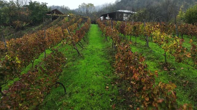 Cinematic footage of lush vineyards filled with ripe grape vines stretching across the countryside. Beautiful vineyard rows, vibrant green foliage.