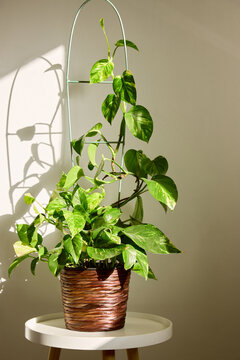 Golden pothos (Epipremnum aureum) houseplant growing on a metal trellis in a decorative pot.