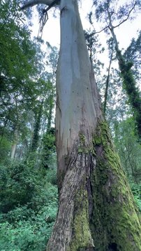 Camera moves upward along the moss-covered trunk of a giant mature eucalyptus in a lush evergreen eucalyptus forest with dense climbing vegetation.