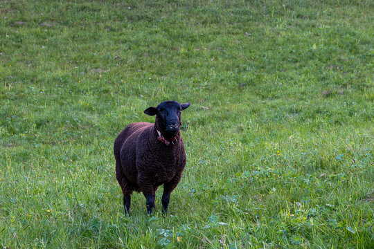 Black sheep standing in a green meadow.