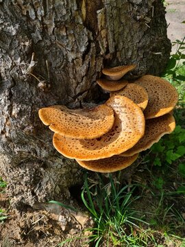 Large bracket fungus growing on a tree trunk. Detailed texture of the shelf mushroom and rough bark creates a striking natural macro scene.