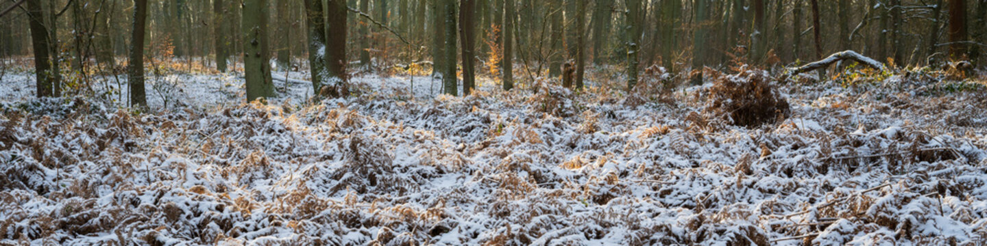 Fl&auml;che mit schneebedecktem Farn im  Winter, Naturschutzgebiet Beversee, Bergkamen, Ruhrgebiet, Nordrhein-Westfalen, Deutschland