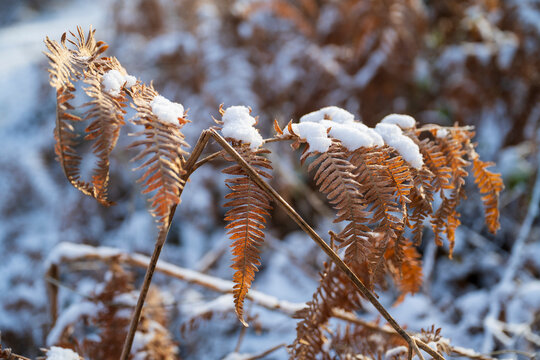 Nahaufnahme von schneebedecktem Farnblatt im  Winter, Naturschutzgebiet Beversee, Bergkamen, Ruhrgebiet, Nordrhein-Westfalen, Deutschland