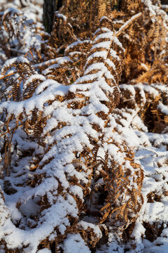 Nahaufnahme von schneebedecktem Farnblatt im  Winter, Naturschutzgebiet Beversee, Bergkamen, Ruhrgebiet, Nordrhein-Westfalen, Deutschland