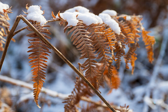 Nahaufnahme von schneebedecktem Farnblatt im  Winter, Naturschutzgebiet Beversee, Bergkamen, Ruhrgebiet, Nordrhein-Westfalen, Deutschland