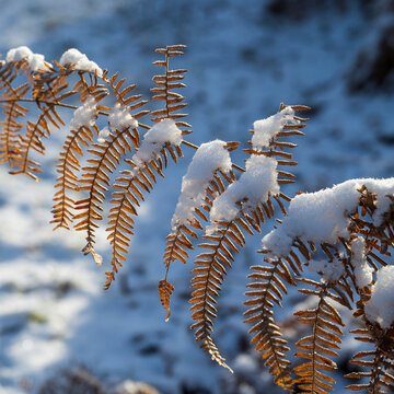 Nahaufnahme von schneebedecktem Farnblatt im  Winter, Naturschutzgebiet Beversee, Bergkamen, Ruhrgebiet, Nordrhein-Westfalen, Deutschland