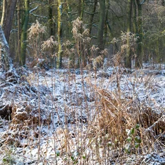 Goldrute, Goldraute (Solidago) mit Raureif und Schnee, Naturschutzgebiet Beversee, Bergkamen, Ruhrgebiet, Nordrhein-Westfalen, Deutschland © lichtbildmaster