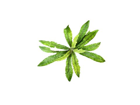 Culantro