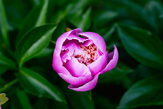 Beautiful blooming pink peony "Sarah Bernhardt" in the garden. Blooming flowers and gardens. Selective focus. Shallow depth of field.