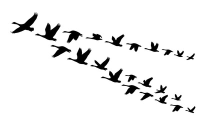 Flock of Migratory Birds Flying Silhouette Vector Set for Nature Freedom and Wildlife Design © Sova