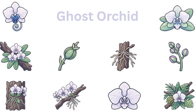 Ghost orchid botanical icon set featuring rare orchid flowers buds roots leaves and floral elements on transparent background vector illustration