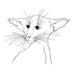 The cat is sad © elisabetaaa