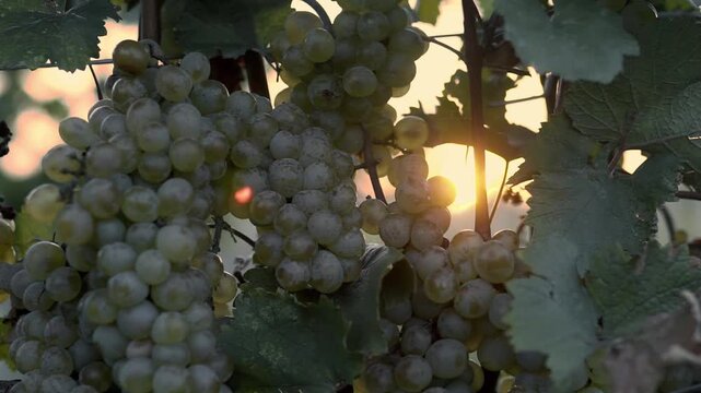 Cinematic footage of lush vineyards filled with ripe grape vines stretching across the countryside. Beautiful vineyard rows, vibrant green foliage.