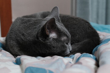 Grey cat resting indoors © BYUNGHAK