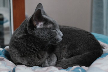 Grey cat curled up sleeping on a bed © BYUNGHAK