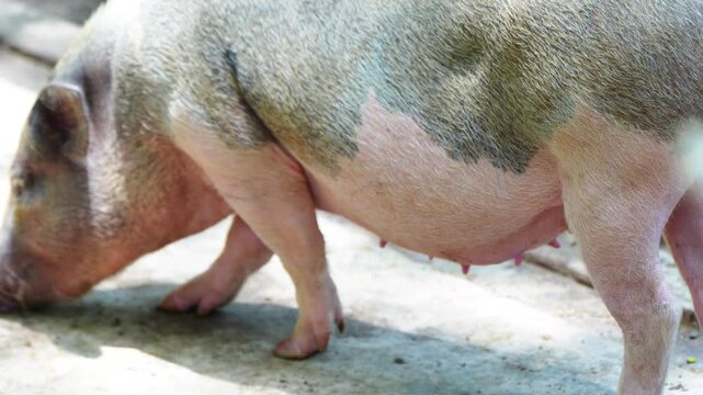 the pigs are in the pen with their herd
