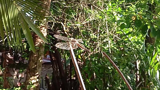 Close-up shot of a dragonfly with delicate transparent veined wings and patterned body perched calmly on a slender twig