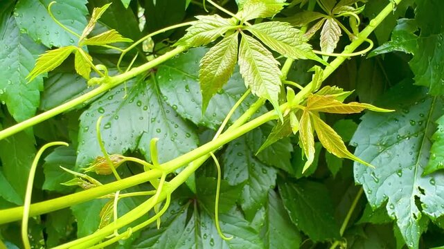Green vine with young leaves intertwines among lush foliage in a vibrant garden setting