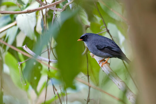 Black-faced Solitaire, Myadestes melanops, perched in a tree