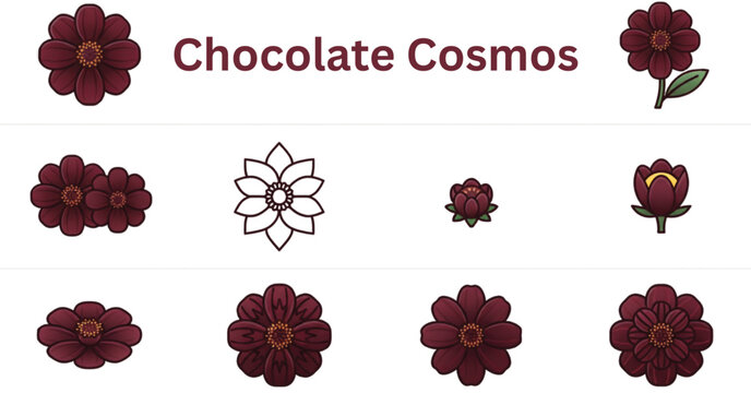Chocolate cosmos flower icon set featuring dark floral blooms buds botanical elements and garden plant symbols vector illustration