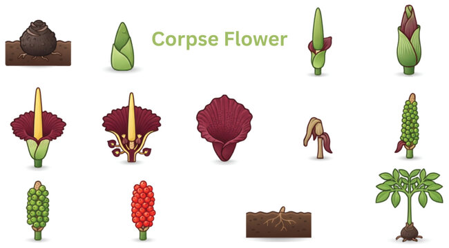 Corpse flower botanical icon set featuring bloom bud fruit seed growth stages and tropical plant elements vector illustration