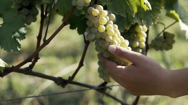Cinematic close-up footage of hands carefully picking ripe grape clusters from the vine during the autumn harvest. Detailed shots of fresh grapes, vineyard leaves