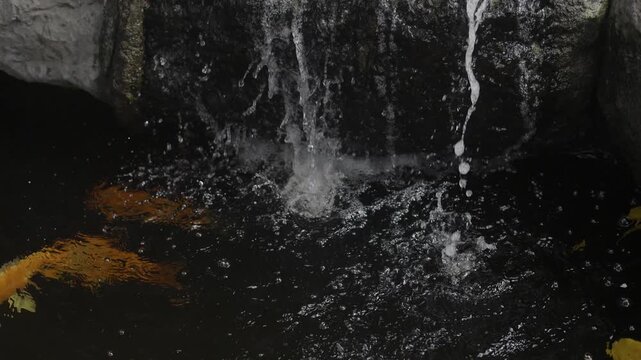 Active Fish In Natural Pool Near Stone