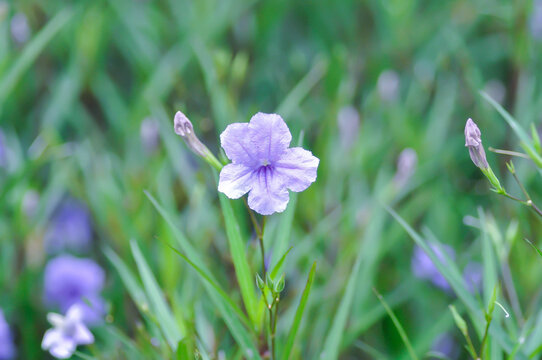 minnieroot ,Ruellia tuberosa L or popping pod or purple flower