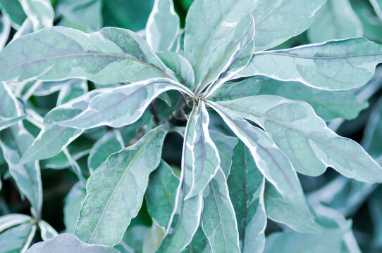 ACANTHACEAE or Daun Rusa or Gendarussa vulgaris, Justicia fragilis Wall cv Variegata or Justicia fragilis Wall var variegata or Justicia gendarussa Variegata or water willow or white and green leaf