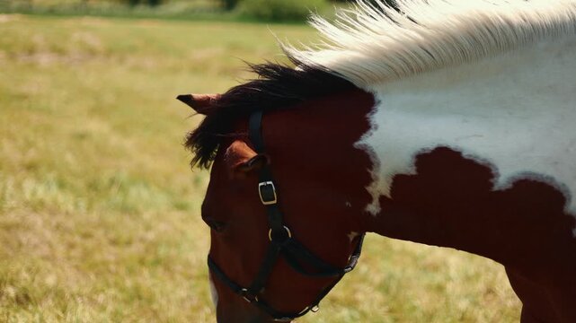 Horse with halter standing in a green meadow. Portrait of spotted brown and white equine in a sunny pasture. Farm animal grazing in summer countryside. Equestrian and farming concept.