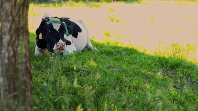 Cow lying in the grass under shade of trees. Black and white dairy cow resting in a sunny meadow. Rural farm life and animal husbandry in pastoral field.