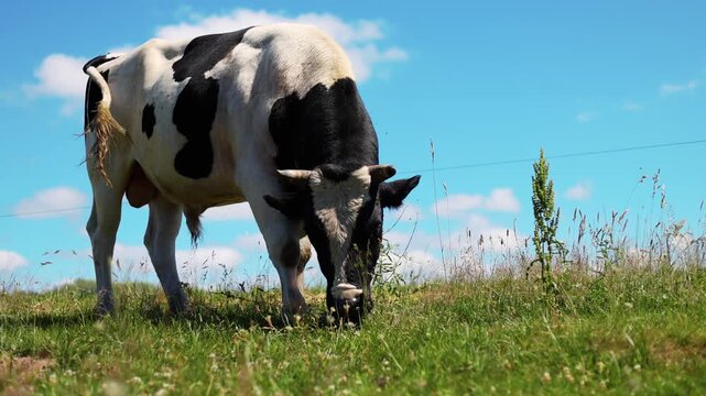 Black and white cow grazing in a green summer meadow. Domestic cattle eating grass in farmland. Livestock farming, milk production and agriculture symbol. Organic dairy industry concept.