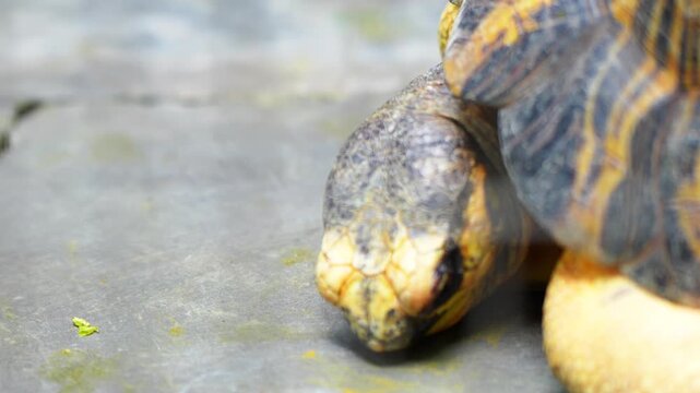The eastern box turtle (Terrapene carolina carolina) is a subspecies within a group of hinge-shelled turtles normally called box turtles. live in wooden cages