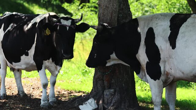 Two black and white cows standing near tree in rural field. Farm animals grazing in meadow. Agriculture landscape, livestock husbandry and cattle breeding industry concept.