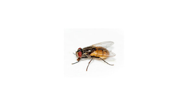 Macro House Fly Isolated on White Background - Close up Portrait of Common Insect Pest Musca domestica