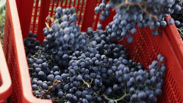 Cinematic close-up footage of hands carefully picking ripe grape clusters from the vine during the autumn harvest. Detailed shots of fresh grapes, vineyard leaves